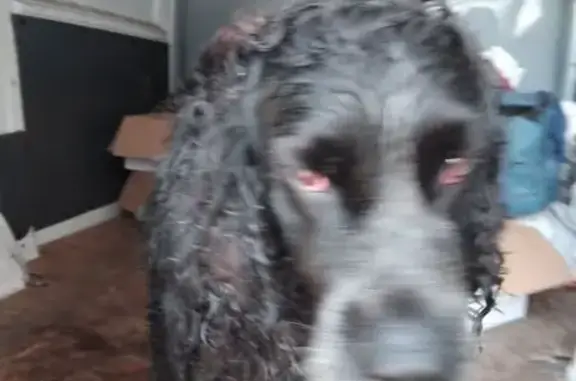 Chienne trouvée épuisée à Le Taillan-Médoc - photo