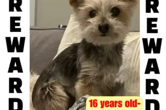 Missing 16-Year-Old Morkie in Manhasset