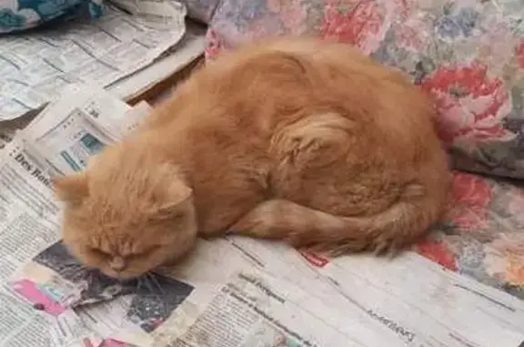 Chat trouvé Gardonne, photo: Chat roux trouvé, collier vert, malade