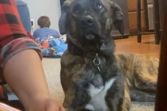 Help Find Our Missing Brindle Hound!