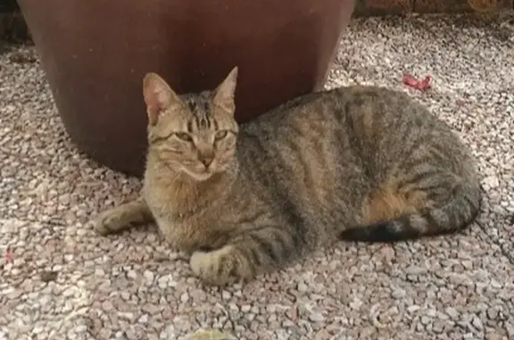 Chatte tigrée perdue à Saint-Georges - photo