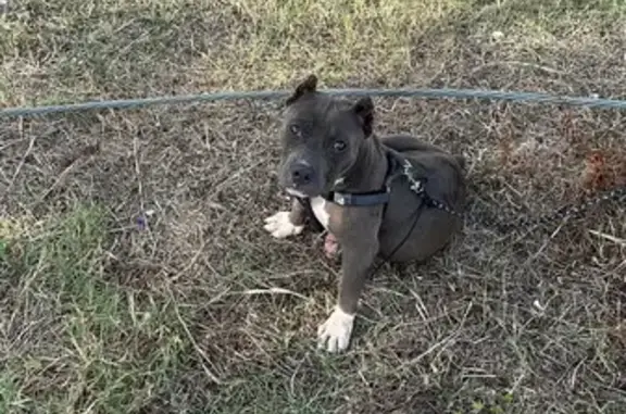 Lost 6-Month American Bully in Fort Worth