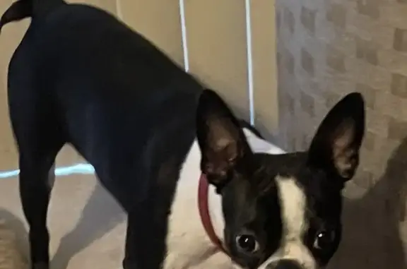 Lost Boston Terrier: 1-Year-Old, 20 lbs