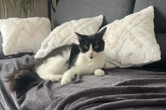 Chat perdu, Saint-Palais-sur-Mer, photo: Chatte européenne disparue à Saint-Palais