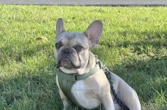 Lost Frenchie: Klay, 7-Month Male