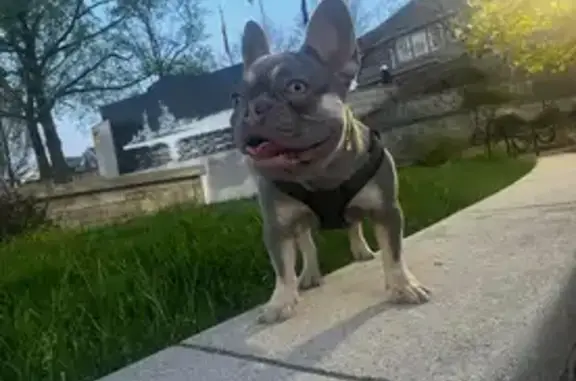 Lost Frenchie: Blue & Tan, Indy Area