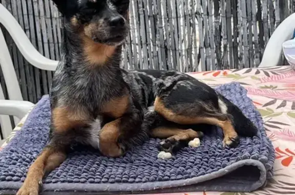 Chien perdu Perpignan, photo : Chihuahua bleu merle perdu à Perpignan