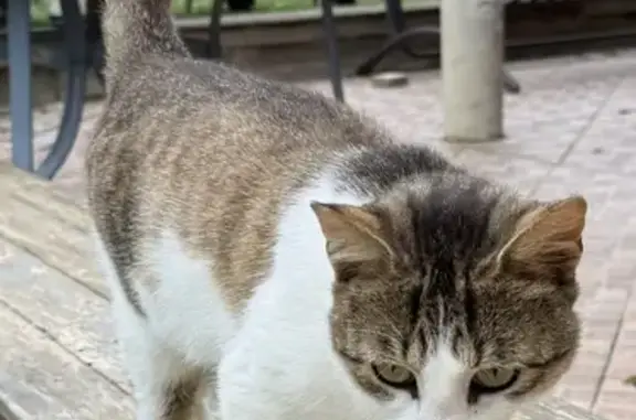 Chat mâle tigré trouvé à Laizé - photo