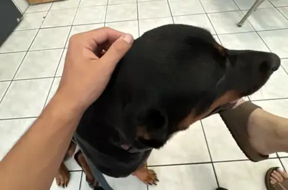 Shy Female Rotti Found in Homestead