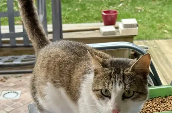 Chat mâle tigré trouvé à Laizé - photo