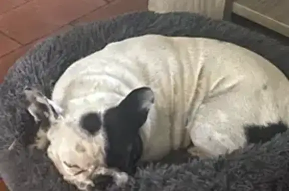 Chien perdu , photo : Bouledogue 2 ans perdu à Saint-Cyr