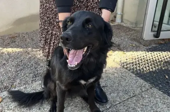 Chienne type berger trouvée à Chambaron - photo
