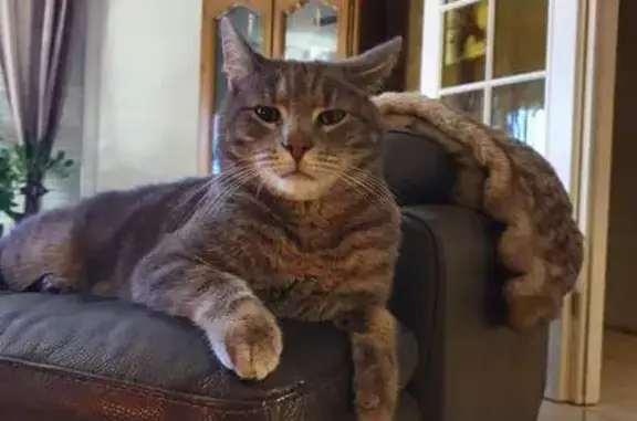 Animaux perdus , photo: Mowglu, chat gris tigré perdu à Richeling