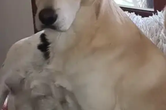 Chien perdu , photo : Chien crème disparu à Talasani