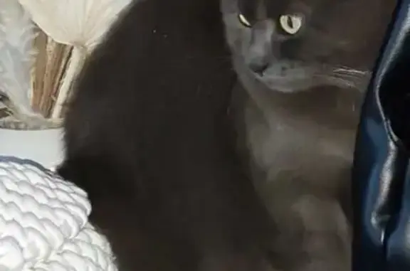 Chatte chartreux grise perdue, craintive - photo