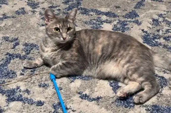 Help Find Maria: Missing Grey Cat