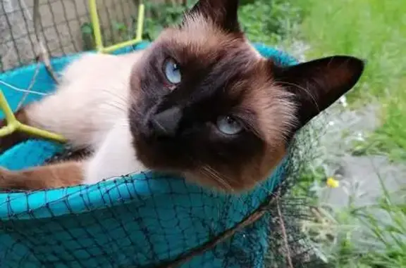 Chat siamois beige/marron perdu à Monthermé - photo