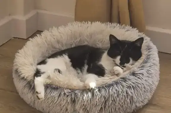 Missing Cat: Black & White Male, Houghton