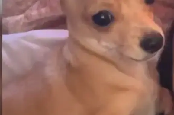 Lost Chihuahua: Male, Beige/Tan, Wingfield