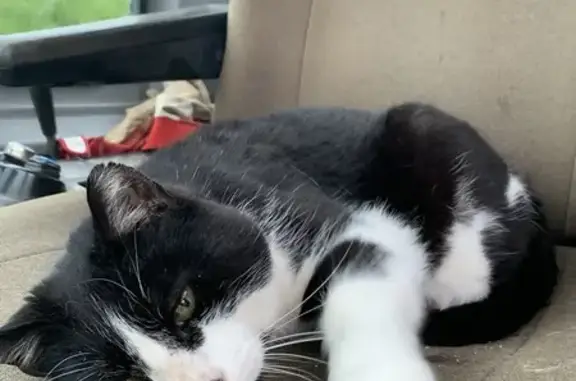 Animaux perdus Étang-sur-Arroux, photo: Chat noir perdu à Étang-sur-Arroux