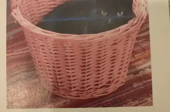 Chat noir castré 4 ans perdu à Bazeilles - photo