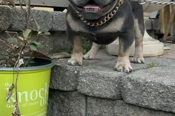 Lost: Gray & Tan French Bulldog, Much