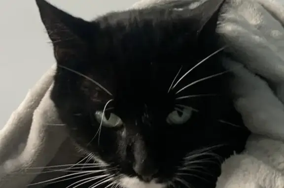 Animaux perdus , photo: Chat noir perdu à Sainte-Gemmes-sur-Loire