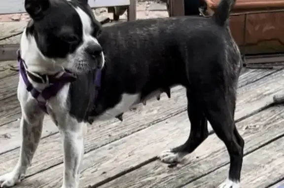 Lost Boston Terrier: Spooked, Don't Chase!