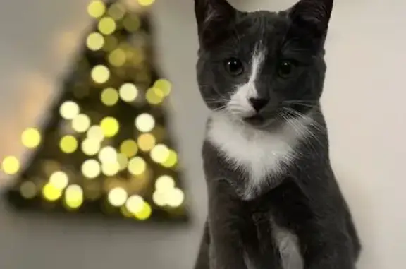 Animaux perdus , photo: Chat mâle gris-blanc perdu à Machecoul