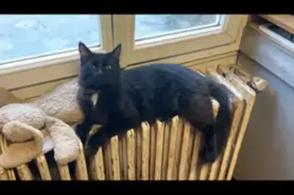 Animaux perdus , photo: Chat mâle 2 ans perdu à Heudreville