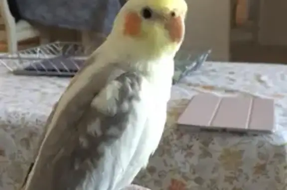 Lost Cockatiel: Yellow Crest, Grey Wings