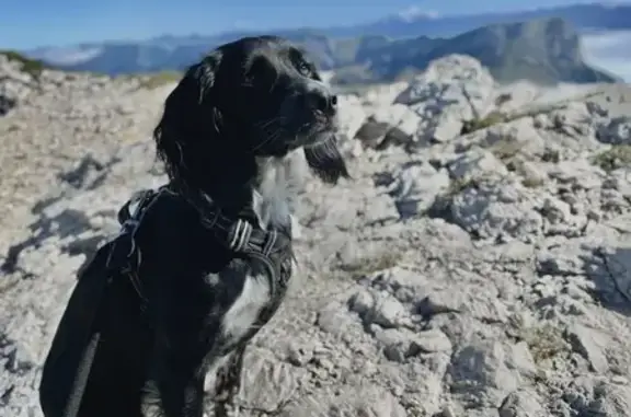 Animaux perdus , photo: Chienne noire Pepper perdue au Mont-Dore