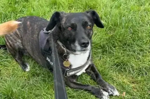 Missing: Black Dog Pippa in Manchester