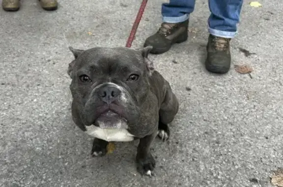 Friendly French Bulldog Found...