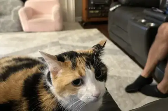 Lost Calico Cat on Timber Oak Drive