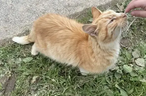Chat roux trouvé mal en point à Sizun - photo