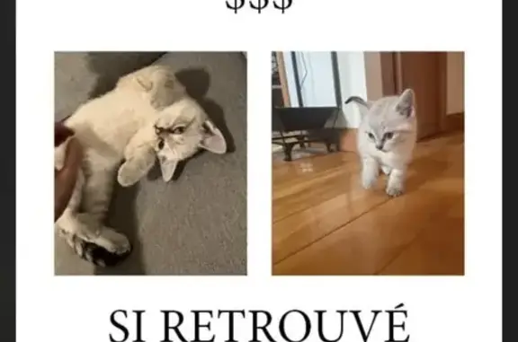 Chat blanc perdu, blessure tête, Rue Viau - photo