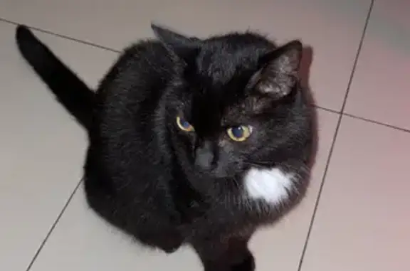 Animaux perdus Cagnes-sur-Mer, photo: Chat perdu à Cagnes-sur-Mer