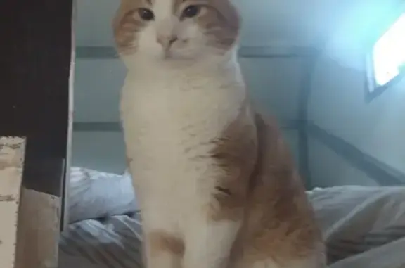 Chat perdu, Saint-Bonnet-en-Champsaur, photo: Chat perdu entre Fare-Champsaur et Chaillol