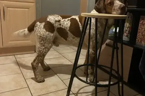 Chien type labrador trouvé à Chanceaux - photo