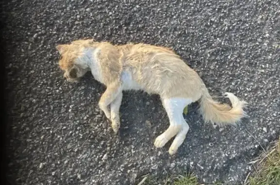 Chat mort trouvé près de la route à Panassac - photo