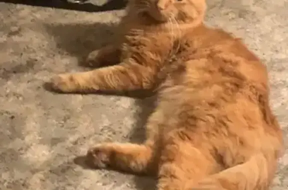 Lost Cat: Fluffy Orange/White in Rockford