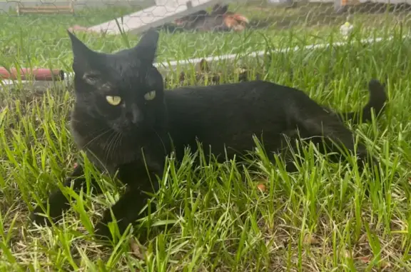 Help Find Pretty Girl: Lost Black Cat