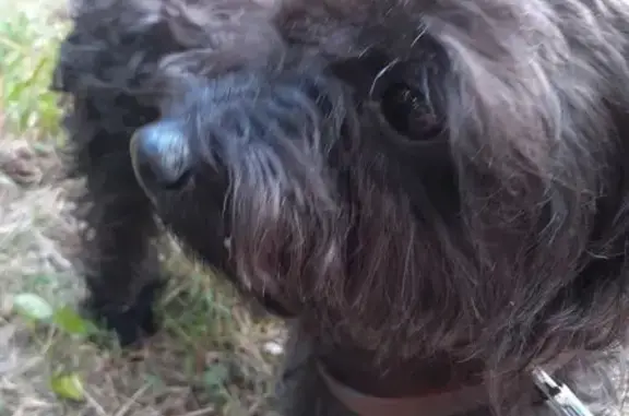 Lost Dog: Friendly Black Pup, East 34th