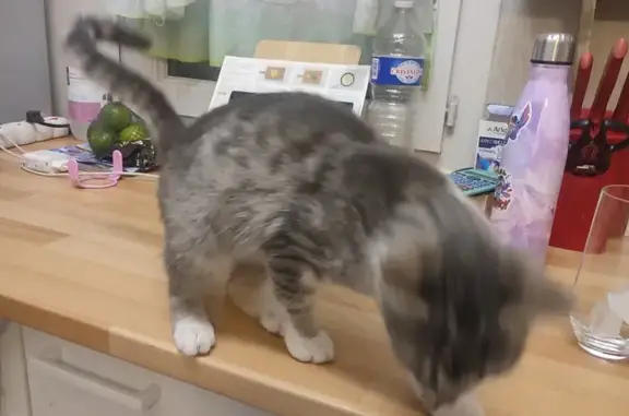 Chat trouvé Corbeilles, photo: Chat gris et blanc trouvé à Corbeilles