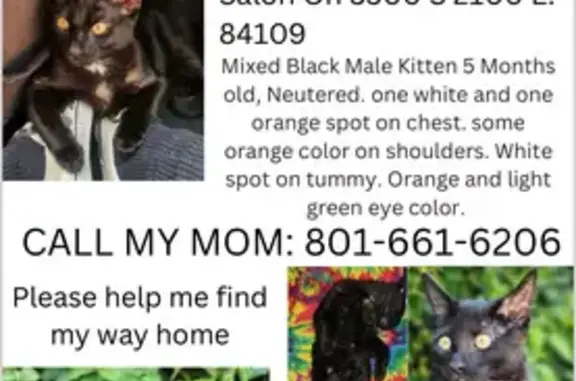 Lost Black Kitten, 5mo, East SLC Area