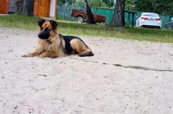 Зникла собака в Гостомелі: допоможіть знайти!