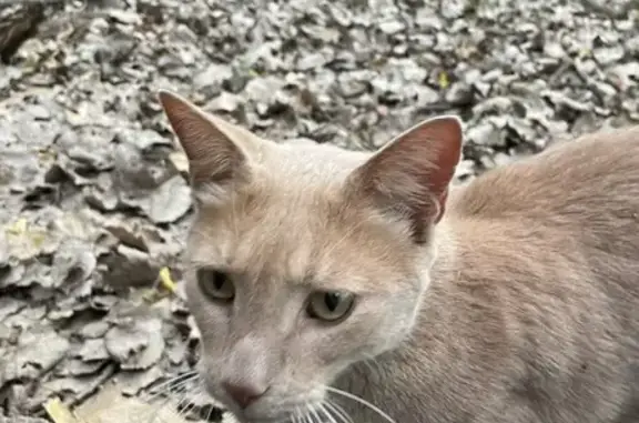 Friendly Cat Found in Walking Stick Woods