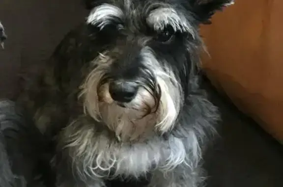 Lost Mini Schnauzer: Last Seen on King Rd