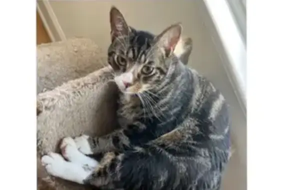 Missing Tabby Cat: Green Eyes & Pink Nose